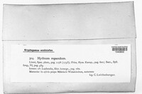 Hydnum repandum image